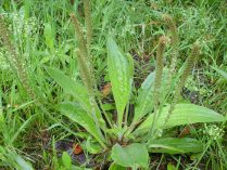 Plantago major